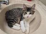 Mickie - Ragdoll Kitten For Sale - Middleburg&comma; FL&comma; US