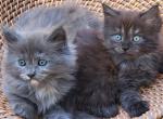 Greenjack Apex NC - Siberian Kitten For Sale - Apex&comma; NC&comma; US