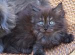 Green Jack Apex - Maine Coon Kitten For Sale - 