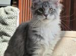 Litter S female - Maine Coon Kitten For Sale - Jasper&comma; GA&comma; US
