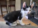 Josie - Sphynx Kitten For Sale - Germantown&comma; MD&comma; US