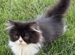 Mavis - Persian Kitten For Sale - 