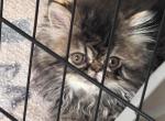 Cutest little Tabbies Females 2 available - Persian Kitten For Sale - Lehighton&comma; PA&comma; US