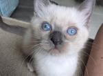 Trooper - Ragdoll Kitten For Sale - Dunnellon&comma; FL&comma; US