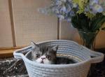 Exotic short hair Persian - Exotic Kitten For Sale - Fort Loudon&comma; PA&comma; US