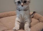 Sima - Scottish Fold Kitten For Sale - Inman&comma; SC&comma; US