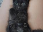 Lilys kittens - American Longhair Cat For Sale - Denver&comma; CO&comma; US