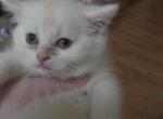 Bastian - Scottish Straight Kitten For Sale - Bowie&comma; MD&comma; US