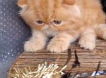 Jane - Persian Kitten For Sale - 