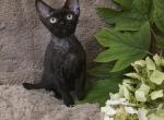 Black female - Devon Rex Kitten For Sale - Hollywood&comma; FL&comma; US