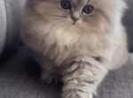 Simon - Persian Kitten For Sale - Richmond&comma; VA&comma; US