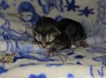 Cloud little - Maine Coon Kitten For Sale - Ellenton&comma; FL&comma; US