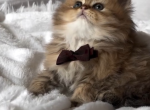 Nancy - Persian Kitten For Sale - 
