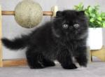 Ripley - Persian Kitten For Sale - Willis&comma; TX&comma; US