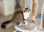 Falcone - Persian Kitten For Sale - Lehigh Acres&comma; FL&comma; US