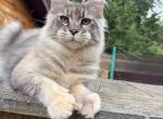 Female Maine Coon Kitten Blue Silver Tortie - Maine Coon Kitten For Sale - 