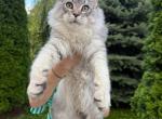Beautiful Silver Maine Coon Male - Maine Coon Kitten For Sale - 