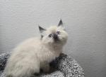 Red collard - Ragdoll Kitten For Sale - 