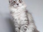 Boy V36 - Maine Coon Kitten For Sale - Virginia Bch&comma; VA&comma; US