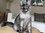 Boy V54 - Maine Coon Kitten For Sale - Millingport&comma; NC&comma; US
