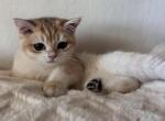 Pepe - British Shorthair Kitten For Sale - San Mateo&comma; CA&comma; US