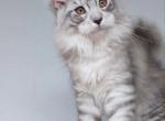 Boy V36 - Maine Coon Kitten For Sale - Millingport&comma; NC&comma; US
