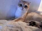 Chichi - Scottish Fold Kitten For Sale - San Mateo&comma; CA&comma; US