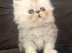 Tatter Tot and Cass - Persian Kitten For Sale - Byron&comma; MN&comma; US