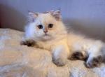 Muzia - British Shorthair Kitten For Sale - San Mateo&comma; CA&comma; US