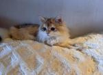Barbysun - British Shorthair Kitten For Sale - San Mateo&comma; CA&comma; US