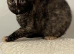 Black Tortie - British Shorthair Kitten For Adoption - Verona&comma; KY&comma; US