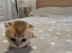 Goldie - Domestic Kitten For Sale - Fort Lauderdale&comma; FL&comma; US