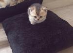 Precious - Domestic Kitten For Sale - Fort Lauderdale&comma; FL&comma; US