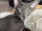Miron - Oriental Kitten For Sale - Hollywood&comma; FL&comma; US