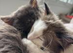 Remi - Ragdoll Kitten For Adoption - Pasadena&comma; CA&comma; US