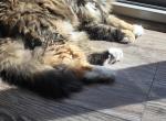 Smores - Domestic Cat For Adoption - Middle Island&comma; NY&comma; US