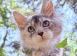 Amara - Maine Coon Kitten For Sale - Bourne&comma; MA&comma; US