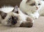 Cocoa - Himalayan Kitten For Sale - Annandale&comma; VA&comma; US