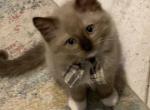Seal Mink Mitted 6 - Ragdoll Kitten For Sale - Amarillo&comma; TX&comma; US