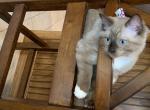 Seal Mink Mitted 3 - Ragdoll Kitten For Sale - Amarillo&comma; TX&comma; US