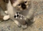 Seal Point Mitted 1 - Ragdoll Kitten For Sale - Amarillo&comma; TX&comma; US