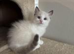 Teddy - Ragdoll Kitten For Sale - Sun City&comma; AZ&comma; US