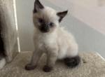 Milo - Ragdoll Kitten For Sale - Sun City&comma; AZ&comma; US