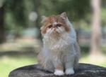 Sugar's Nemo - Exotic Kitten For Sale - Conroe&comma; TX&comma; US