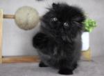 Delilah - Persian Kitten For Sale - Willis&comma; TX&comma; US