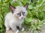Lynx - Ragdoll Kitten For Sale - Fort Collins&comma; CO&comma; US