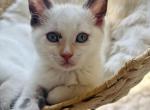 Missy - Domestic Kitten For Sale - 