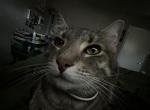 Blueberry - Domestic Cat For Adoption - Fort Worth&comma; TX&comma; US