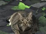 Kennedy - Domestic Cat For Sale - Fort Worth&comma; TX&comma; US