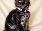 Maleificent Wolverine - Maine Coon Kitten For Sale - Melissa&comma; TX&comma; US